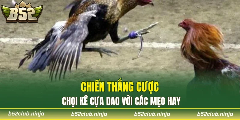 Chiến thắng cược chọi kê cựa dao với các mẹo hay