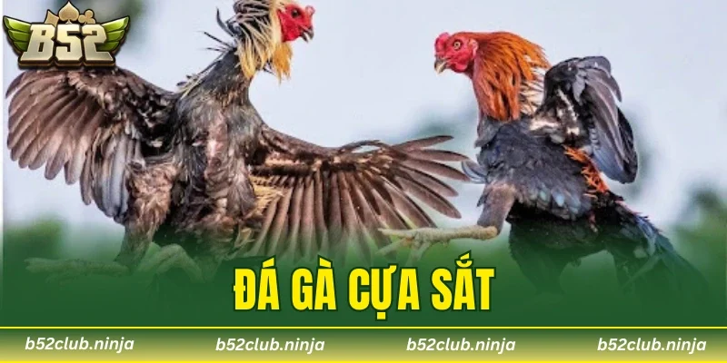 đá gà cựa sắt