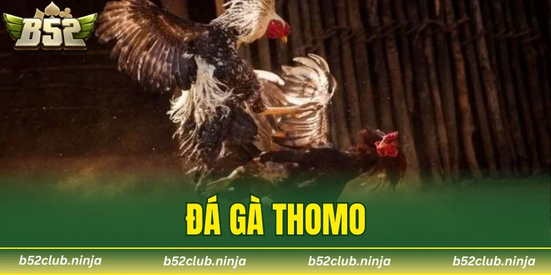 Đá gà Thomo
