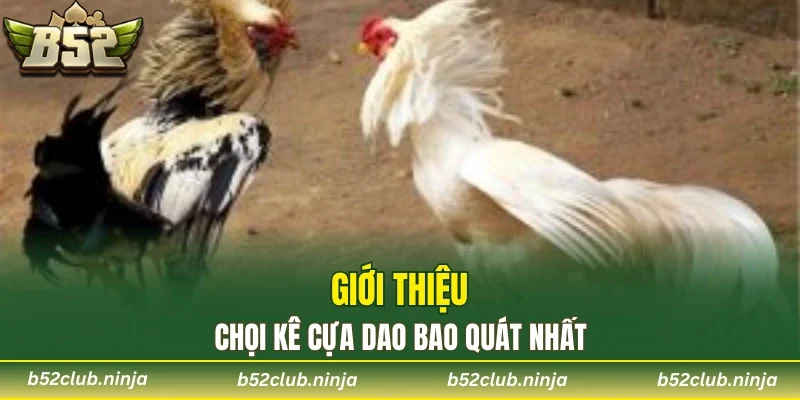 Giới thiệu chọi kê cựa dao bao quát nhất
