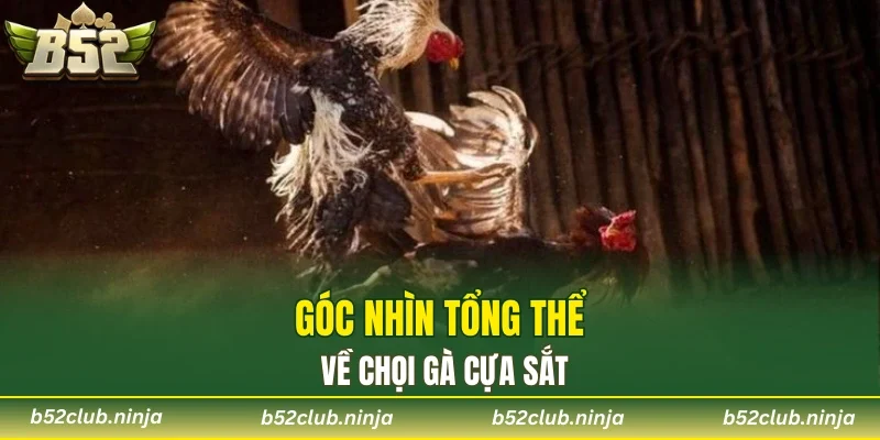 Góc nhìn tổng thể về chọi gà cựa sắt