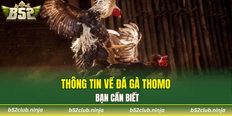 Thông tin về đá gà Thomo bạn cần biết